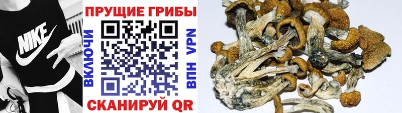 Псилоцибиновые грибы Cubensis Купить Олонец